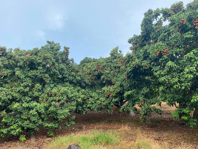 ���縣����55������֯ժ��֦�˶�